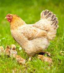 BIO mieszanka traw do zadarniania wybiegów i pastwisk - nasiona Sativa - mieszanka - 500 g