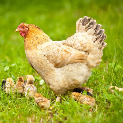 BIO mieszanka traw do zadarniania wybiegów i pastwisk - nasiona Sativa - mieszanka - 500 g