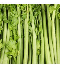 BIO seler naciowy Tall Utah - Apium graveolens - bio nasiona selera - 20 szt.