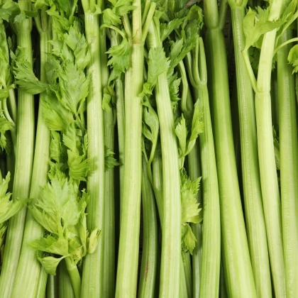 BIO seler naciowy Tall Utah - Apium graveolens - bio nasiona selera - 20 szt.