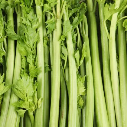 BIO seler naciowy Tall Utah - Apium graveolens - bio nasiona selera - 20 szt.