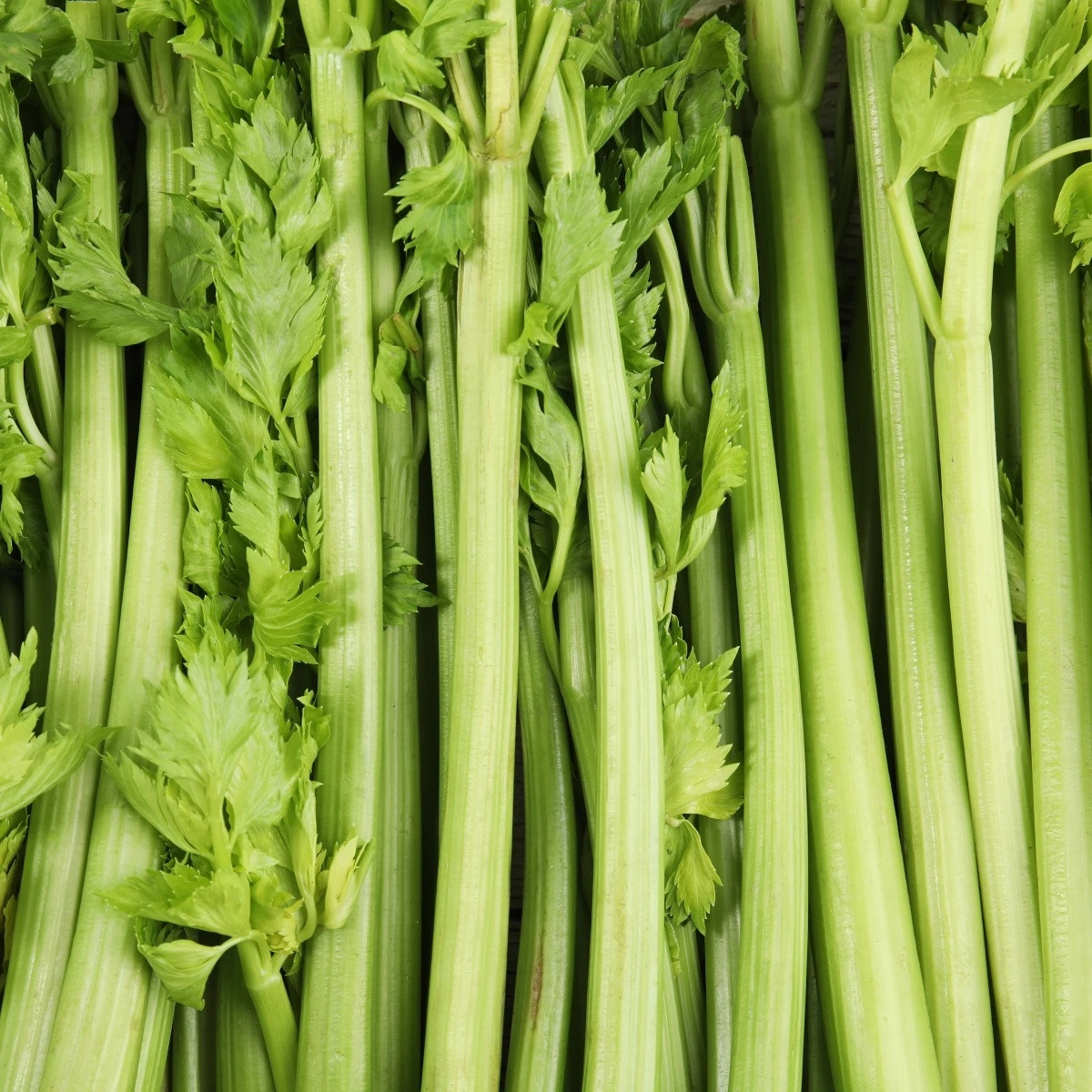 BIO seler naciowy Tall Utah - Apium graveolens - bio nasiona selera - 20 szt.