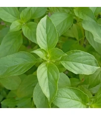 BIO bazylia cytrynowa - Ocimum basilicum - bio nasiona bazylii - 100 szt.