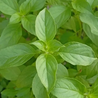 BIO bazylia cytrynowa - Ocimum basilicum - bio nasiona bazylii - 100 szt.