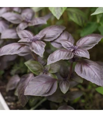 BIO bazylia Rosso czerwona - Ocimum basilicum - bio nasiona bazylii - 100 szt.