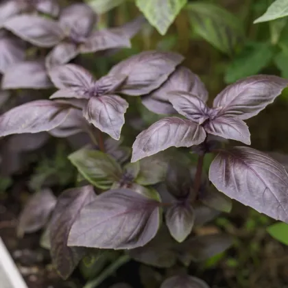 BIO bazylia Rosso czerwona - Ocimum basilicum - bio nasiona bazylii - 100 szt.