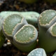 Lithops euniceae Bellaketty - Lithops euniceae - nasiona lithopsu - 5 szt.