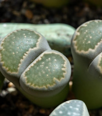 Lithops euniceae Bellaketty - Lithops euniceae - nasiona lithopsu - 5 szt.