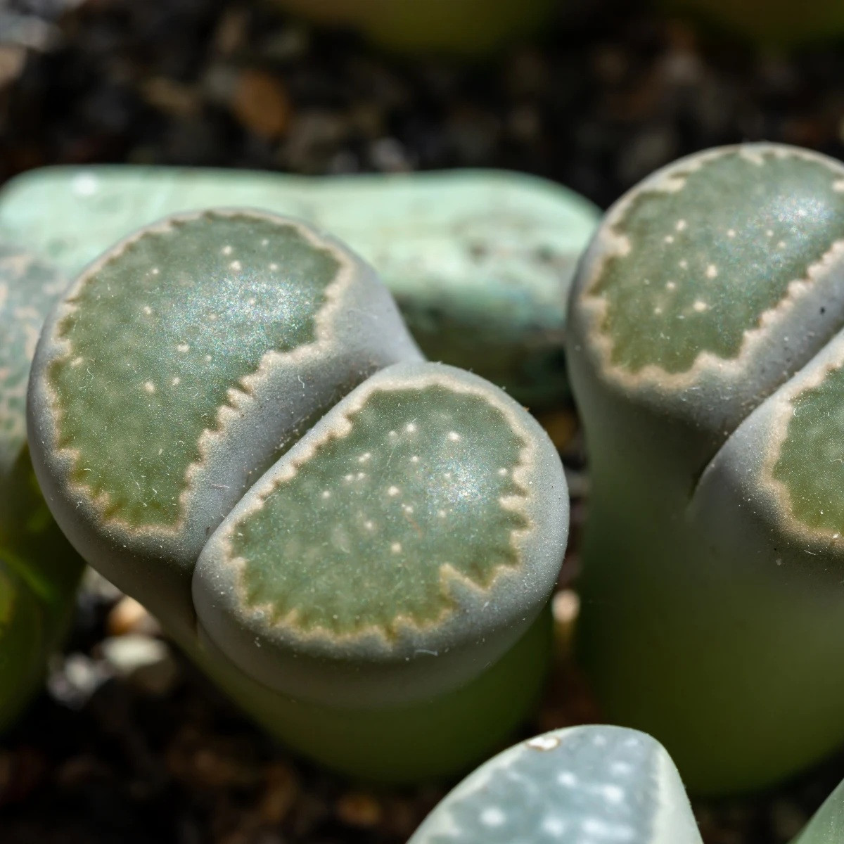 Lithops euniceae Bellaketty - Lithops euniceae - nasiona lithopsu - 5 szt.
