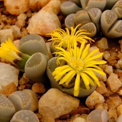 Lithops euniceae Bellaketty - Lithops euniceae - nasiona lithopsu - 5 szt.