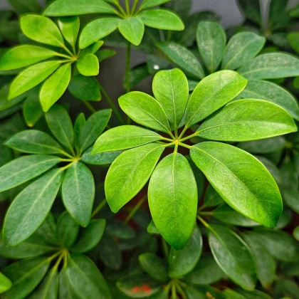 Szeflera palczasta - Schefflera digitata - nasiona szeflery - 6 szt.