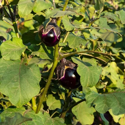 BIO bakłażan Bambino - Solanum melongena - bio nasiona bakłażana - 15 szt.