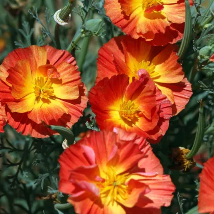 Pozłotka kalifornijska pełnokwiatowa czerwona - Eschscholzia californica - nasiona maku - 450 szt.