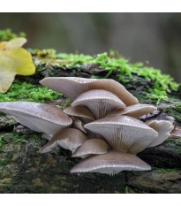 Boczniak ostrygowaty – grzybnia ziarnista - Pleurotus ostreatus - sadzonka - 500 ml