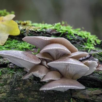 Boczniak ostrygowaty – grzybnia ziarnista - Pleurotus ostreatus - sadzonka - 500 ml