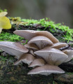 Boczniak ostrygowaty – grzybnia ziarnista - Pleurotus ostreatus - sadzonka - 500 ml