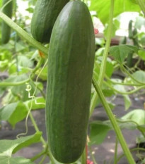 Ogórek sałatkowy Minisprint F1 - Cucumis sativus - nasiona ogórka - 10 szt.