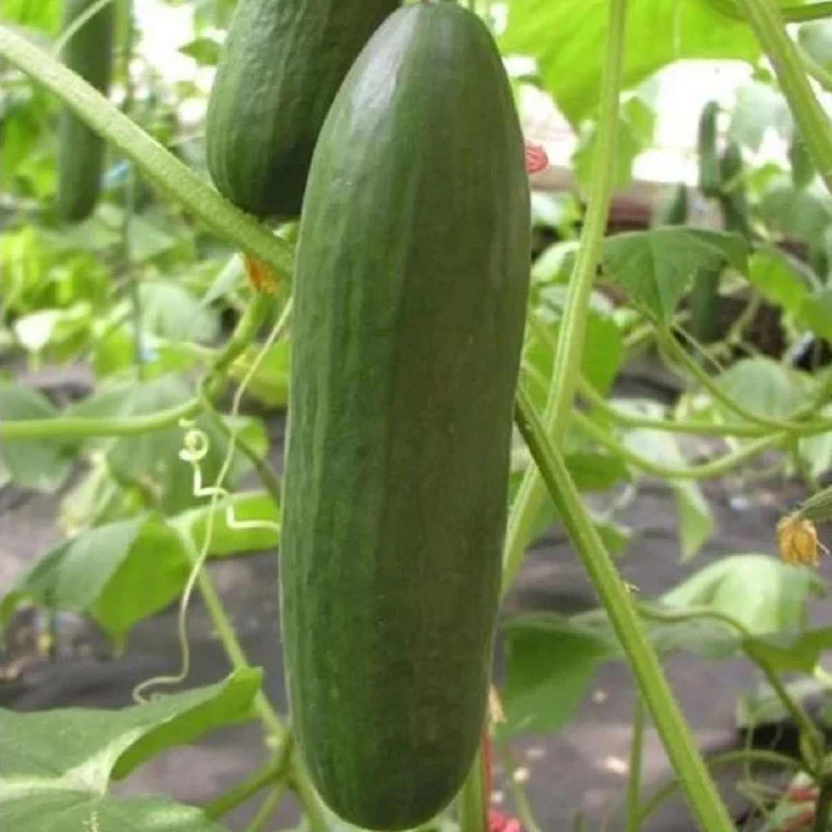 Ogórek sałatkowy Minisprint F1 - Cucumis sativus - nasiona ogórka - 10 szt.