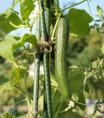 Ogórek sałatkowy Tribute F1 - Cucumis sativus - nasiona ogórka - 10 szt.