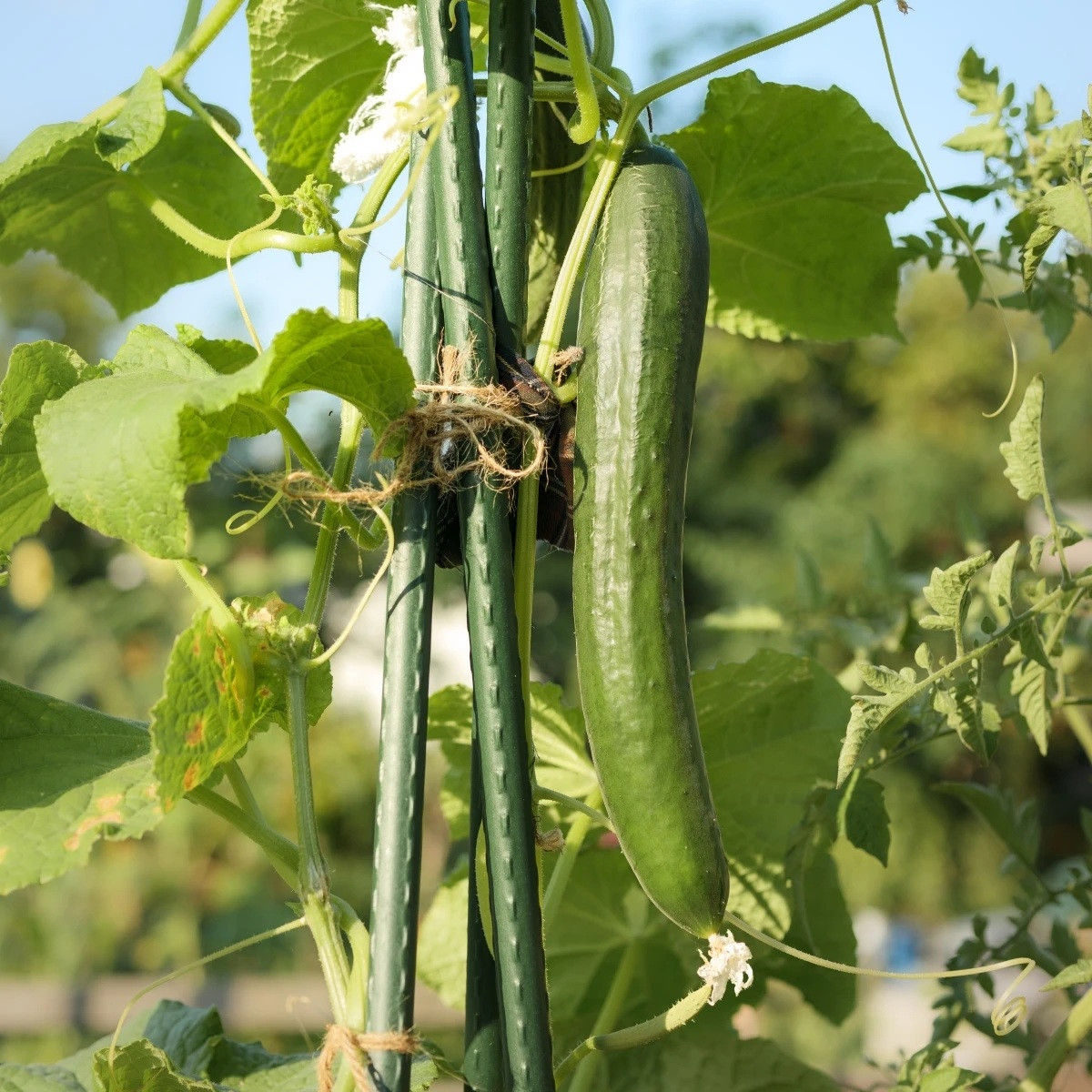 Ogórek sałatkowy Tribute F1 - Cucumis sativus - nasiona ogórka - 10 szt.