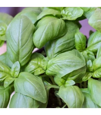 BIO Bazylia wielkolistna - Ocimum basilicum - bio nasiona bazylii - 100 szt.