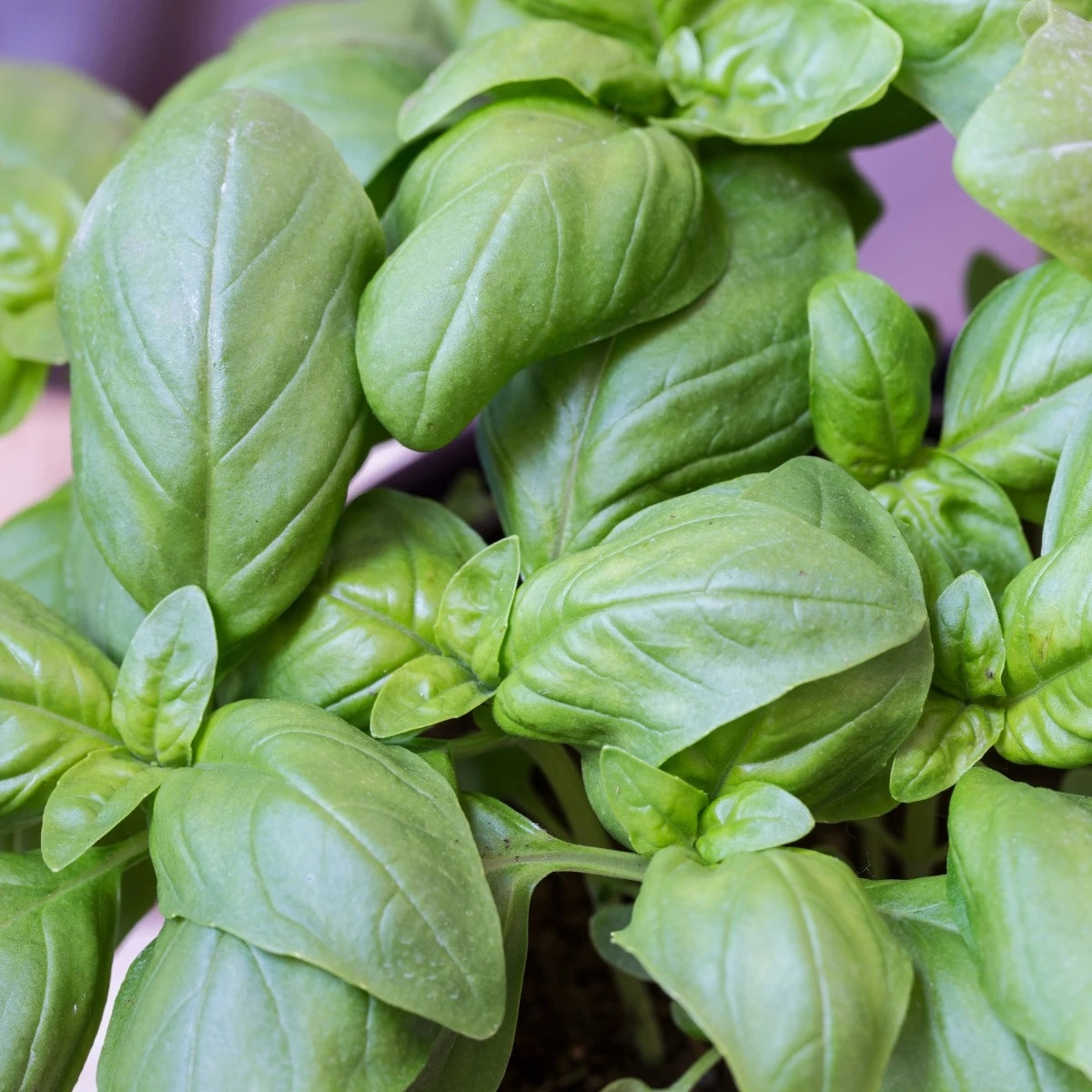 BIO Bazylia wielkolistna - Ocimum basilicum - bio nasiona bazylii - 100 szt.