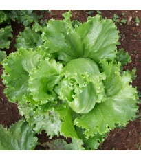 Sałata lodowa Miniko - Lactuca sativa - nasiona sałaty - 100 szt.