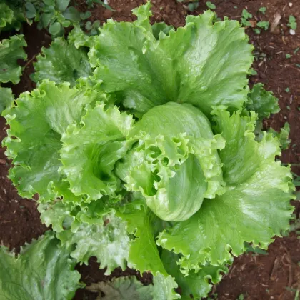 Sałata lodowa Miniko - Lactuca sativa - nasiona sałaty - 100 szt.