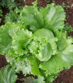 Sałata lodowa Miniko - Lactuca sativa - nasiona sałaty - 100 szt.