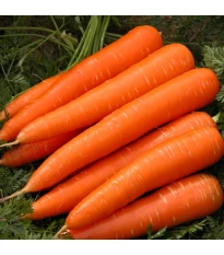 Marchew Berlikumer 2 - Daucus carota - nasiona marchwi - 150 szt.