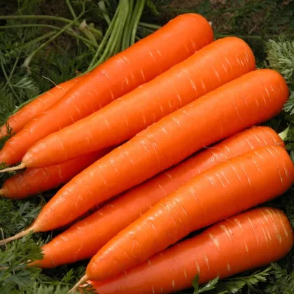 Marchew Berlikumer 2 - Daucus carota - nasiona marchwi - 150 szt.
