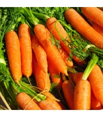 Marchew Rubina - Daucus carota - nasiona marchwi - 150 szt.