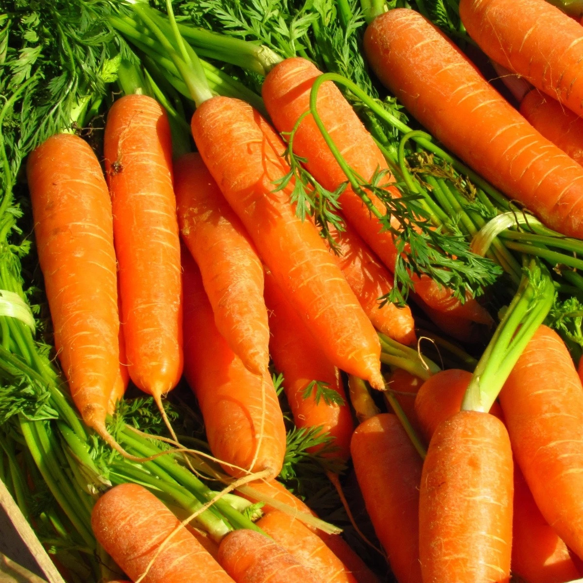 Marchew Rubina - Daucus carota - nasiona marchwi - 150 szt.