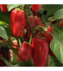 Papryka Sweet Heat F1 - Capsicum annuum - nasiona papryki - 6 szt.