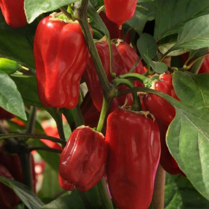 Papryka Sweet Heat F1 - Capsicum annuum - nasiona papryki - 6 szt.