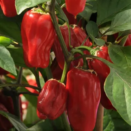 Papryka Sweet Heat F1 - Capsicum annuum - nasiona papryki - 6 szt.