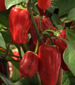 Papryka Sweet Heat F1 - Capsicum annuum - nasiona papryki - 6 szt.