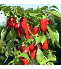 Papryka Balconi F1 - Capsicum annuum - nasiona papryki - 6 szt.