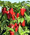Papryka Balconi F1 - Capsicum annuum - nasiona papryki - 6 szt.