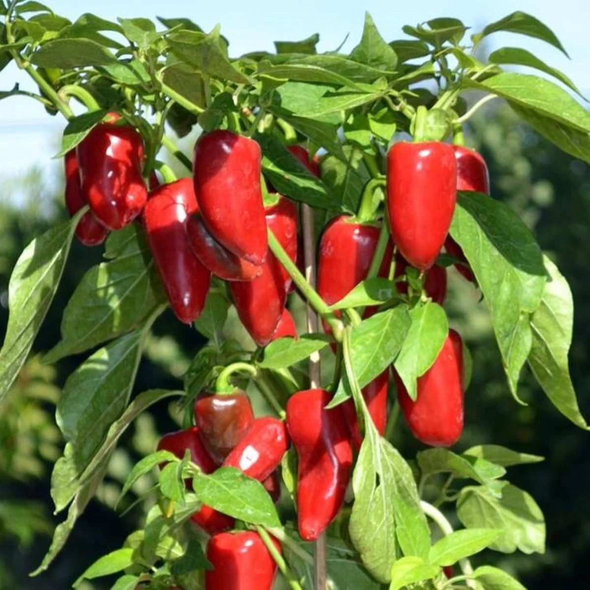 Papryka Balconi F1 - Capsicum annuum - nasiona papryki - 6 szt.