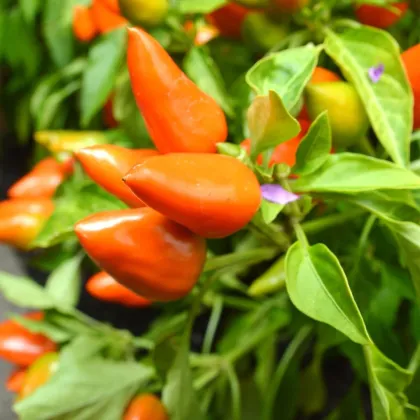 Chilli Foxta - Capsicum annuum - nasiona chili - 6 szt.