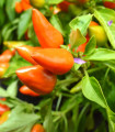 Chilli Foxta - Capsicum annuum - nasiona chili - 6 szt.