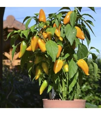 Paprika Terrazzi F1 - Capsicum annuum - nasiona papryki - 6 szt.