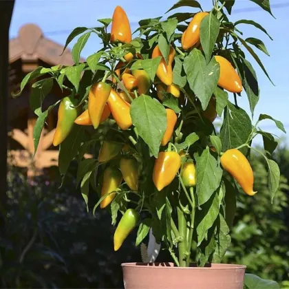 Paprika Terrazzi F1 - Capsicum annuum - nasiona papryki - 6 szt.