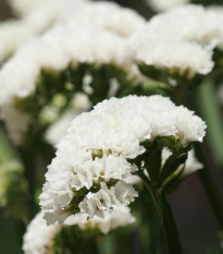 Limonka chobotnatá Hipster White - Limonium sinuatum - nasiona limonki - 30 szt.