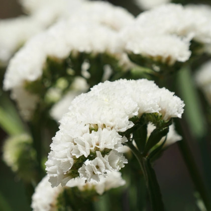 Limonka chobotnatá Hipster White - Limonium sinuatum - nasiona limonki - 30 szt.