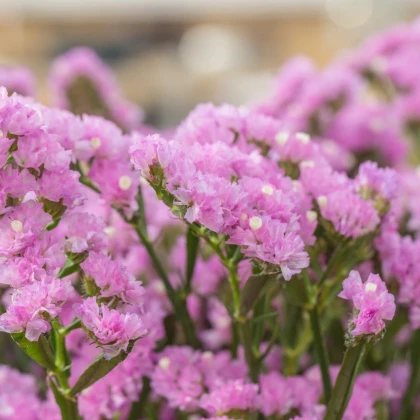 Limonka chobotnatá Hipster Rose - Limonium sinuatum - nasiona limonki - 30 szt.