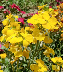 Chejr vonny Sugar Rush F1 Yellow - Cheiranthus cheiri - nasiona chejru - 20 szt.