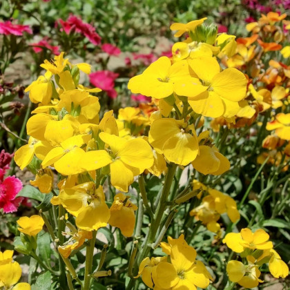 Chejr vonny Sugar Rush F1 Yellow - Cheiranthus cheiri - nasiona chejru - 20 szt.