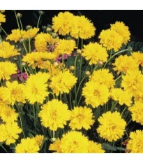 Nachyłek wielkokwiatowy Early Sunrise - Coreopsis grandiflora - nasiona krásnoočka - 50 szt.